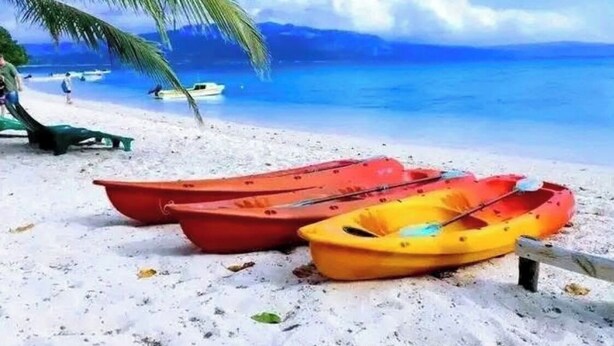 A beach with kayaks and a palm tree.