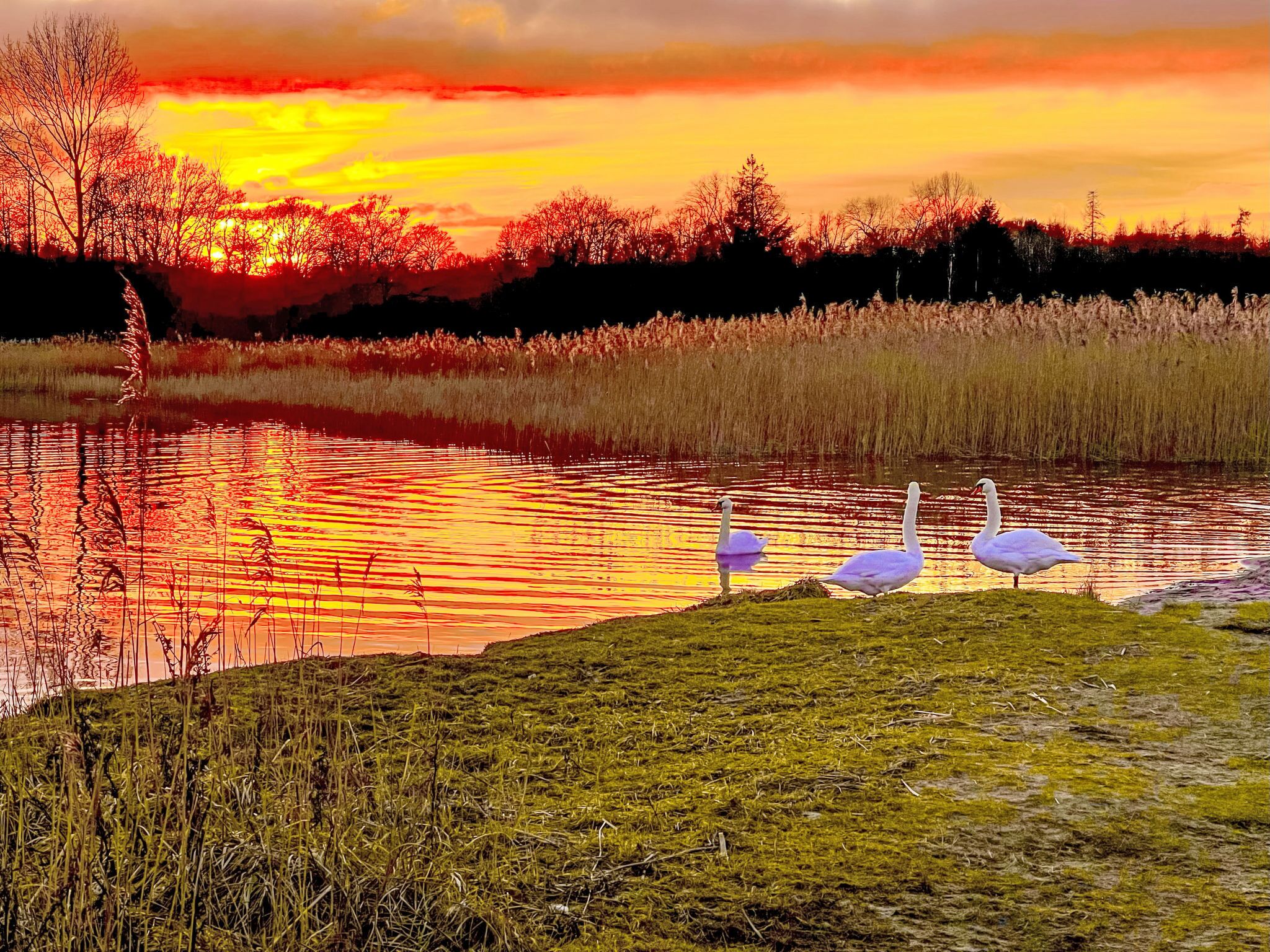 Un atardecer sobre una masa de agua con cisnes en la orilla.