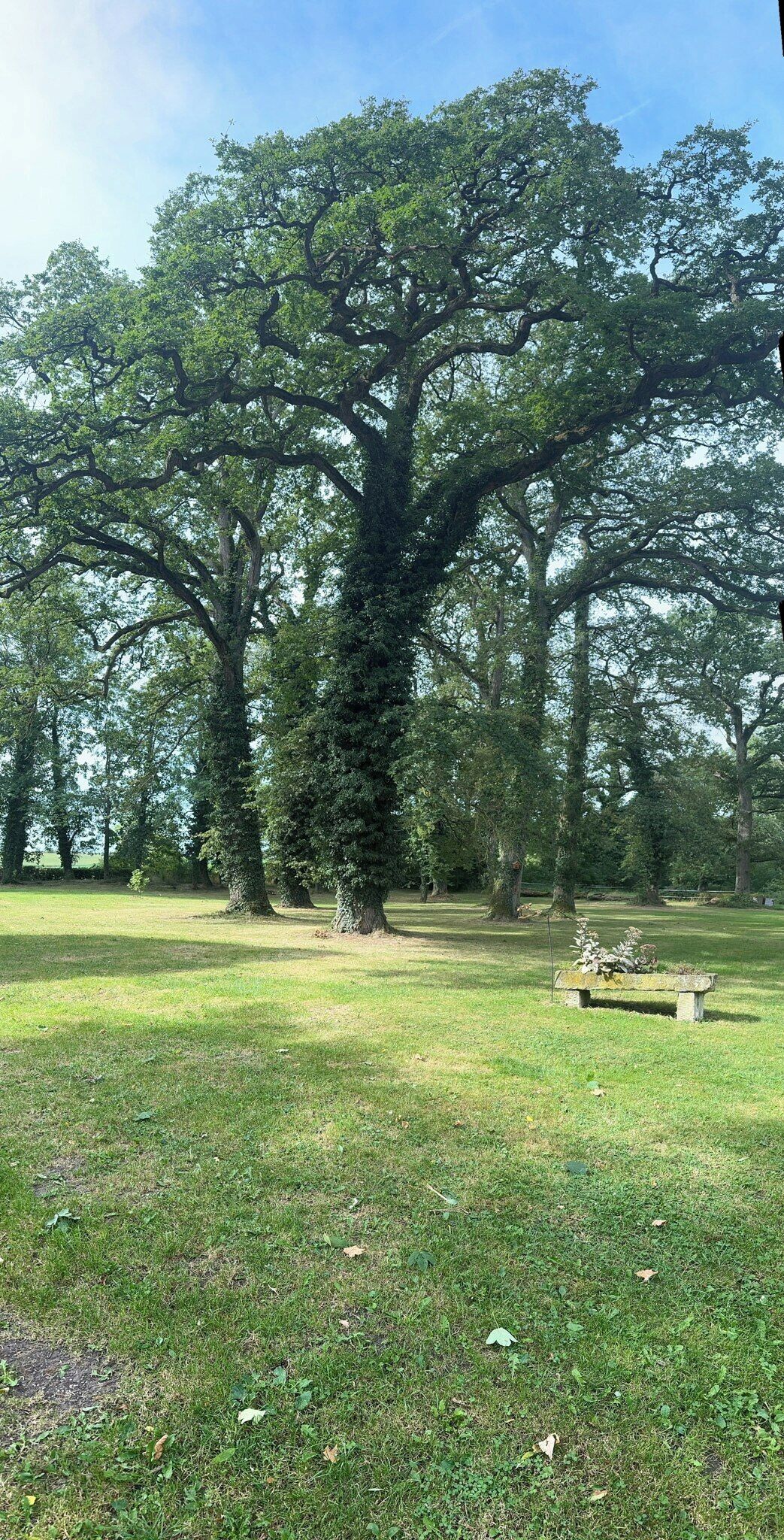 A large tree in a grassy area with a stone bench and a clear sky.