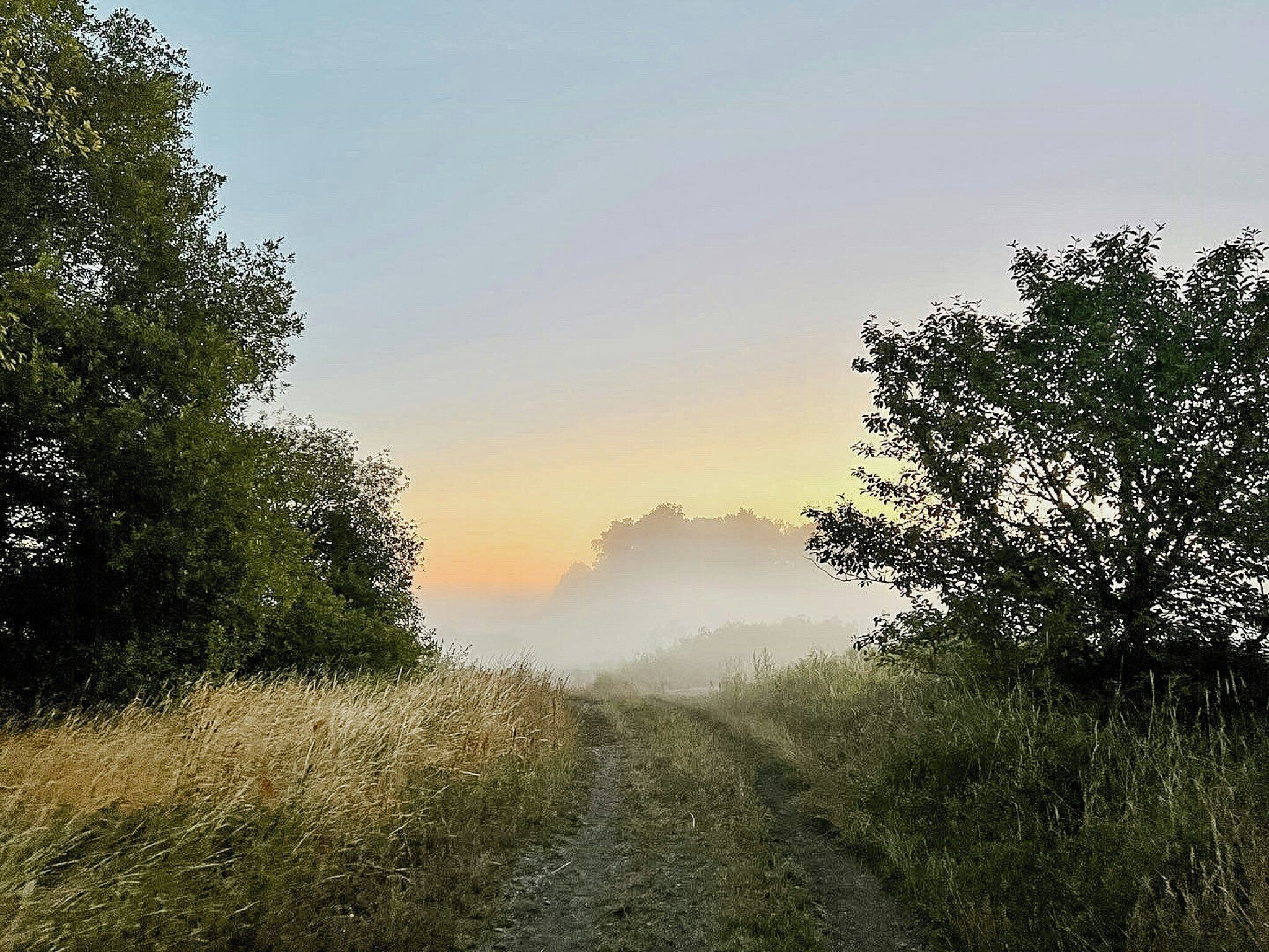 Un sentier rural bordé d’arbres et de végétation.