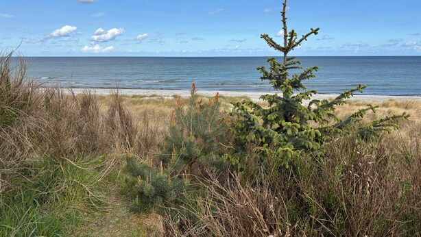 A coastal landscape with a beach, ocean, and a small coniferous tree. - Cottage by the plantation in Rørvig (Nykøbing Sjælland)