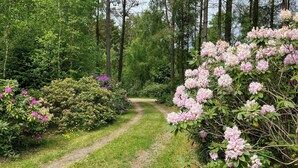 Un sentier bordé d’arbres, avec une végétation luxuriante et des arbustes en fleurs.