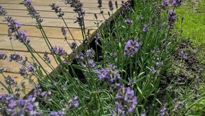 A wooden deck with a hammock, potted plants, and lavender plants.