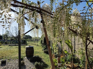 A garden with a pergola, a wooden barrel, and various plants. - Gite La Granica (restored barn) (Bosset)