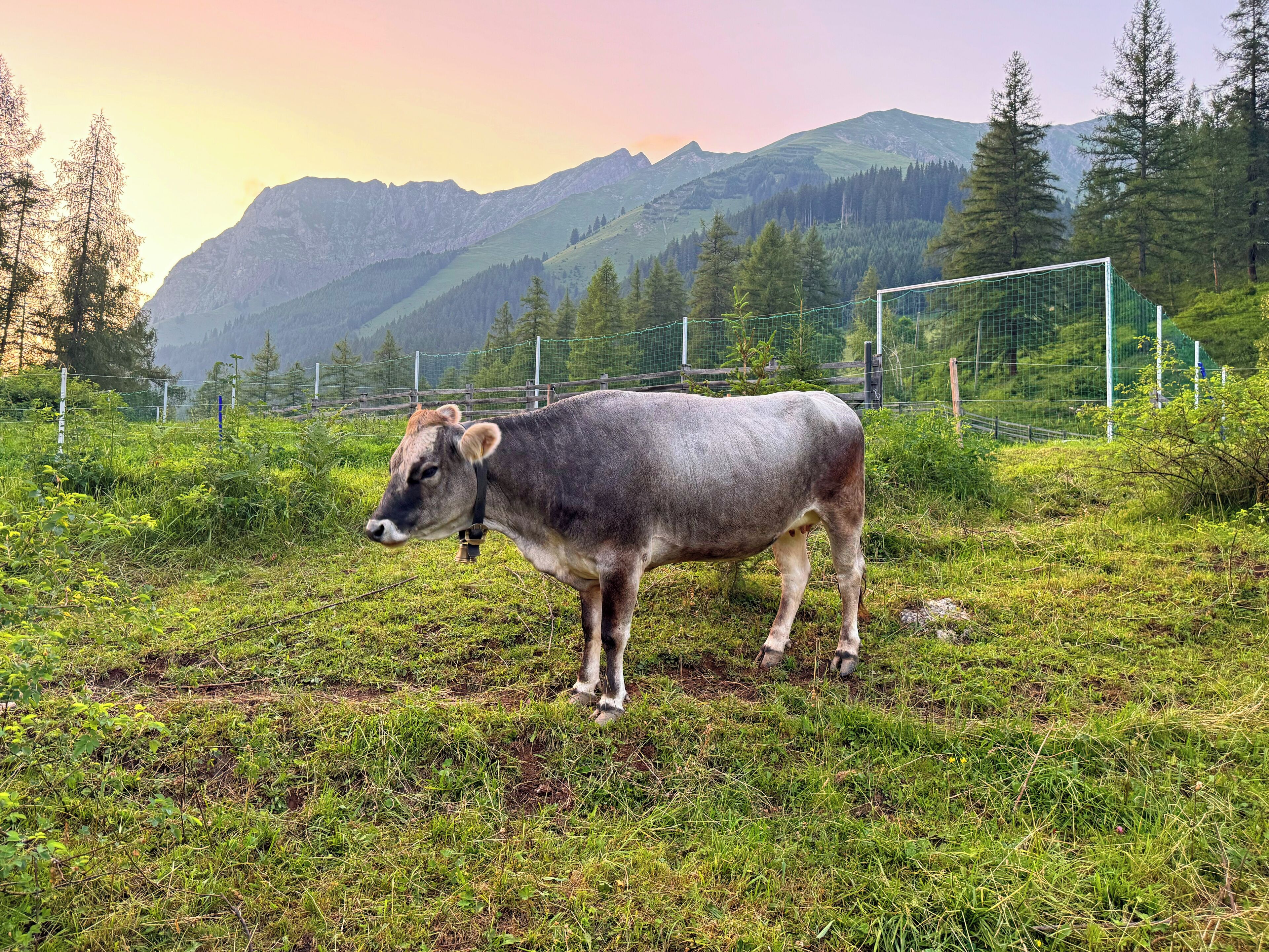 Une vache dans un champ verdoyant, avec des montagnes en arrière-plan.
