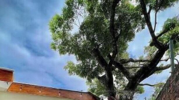 A house with a patio, a large tree, and a brick wall. - 103 Apartment in Villa Stahl, Colonia Escalon (San Salvador)