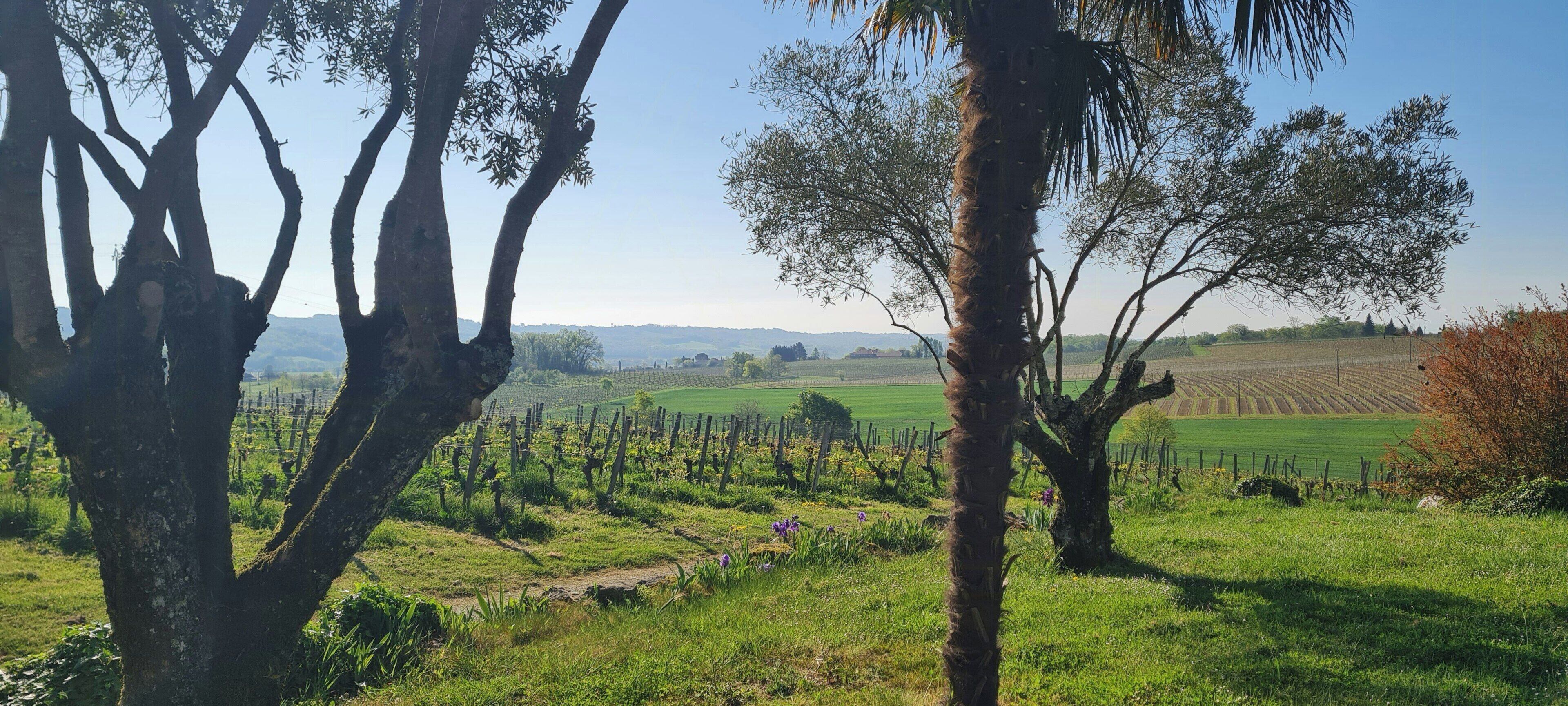 A vineyard landscape with trees and a clear sky.