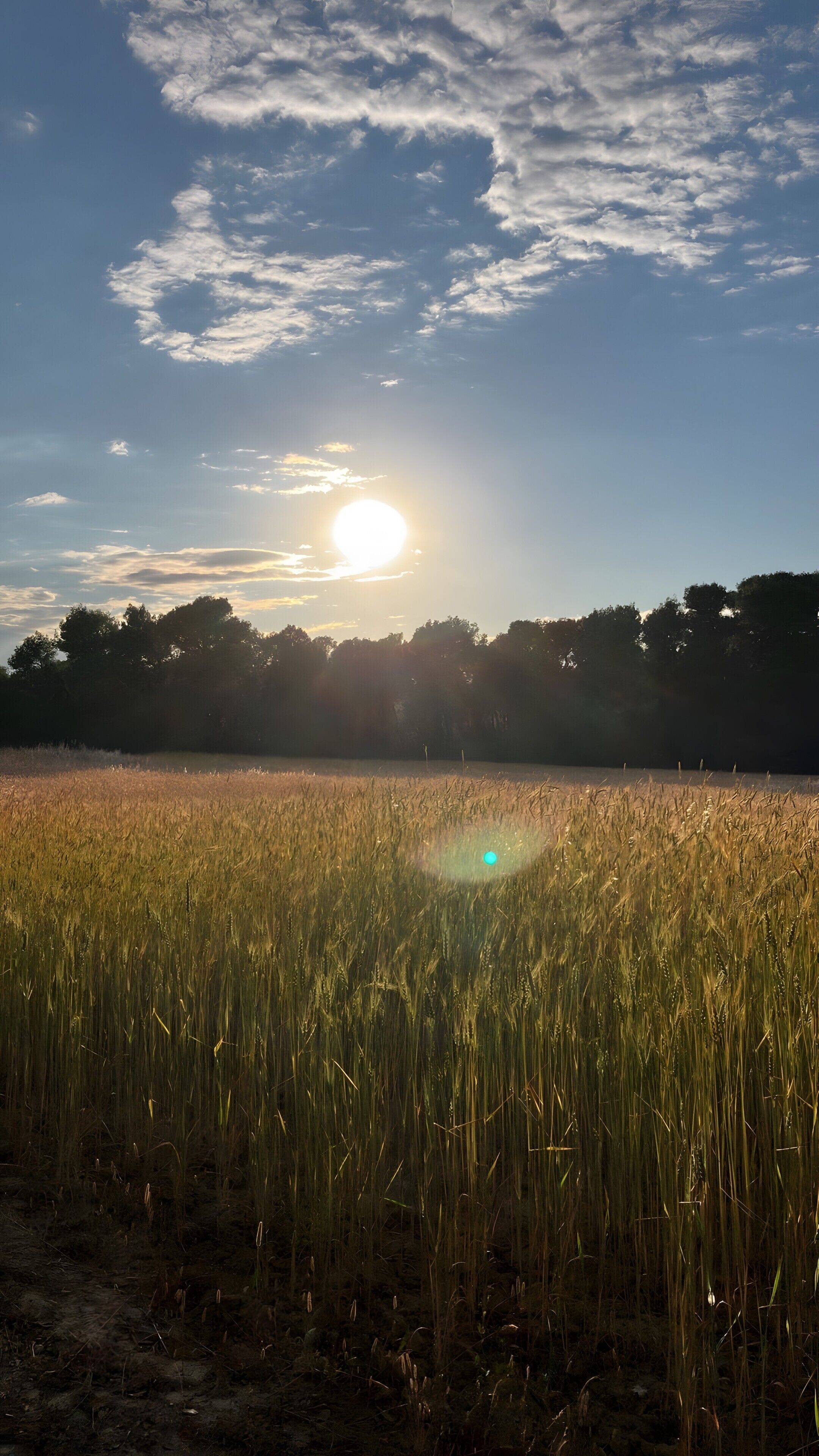 A field with tall grass and a clear sky with the sun setting or rising.
