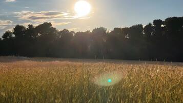 A field with tall grass and a clear sky with the sun setting or rising.
