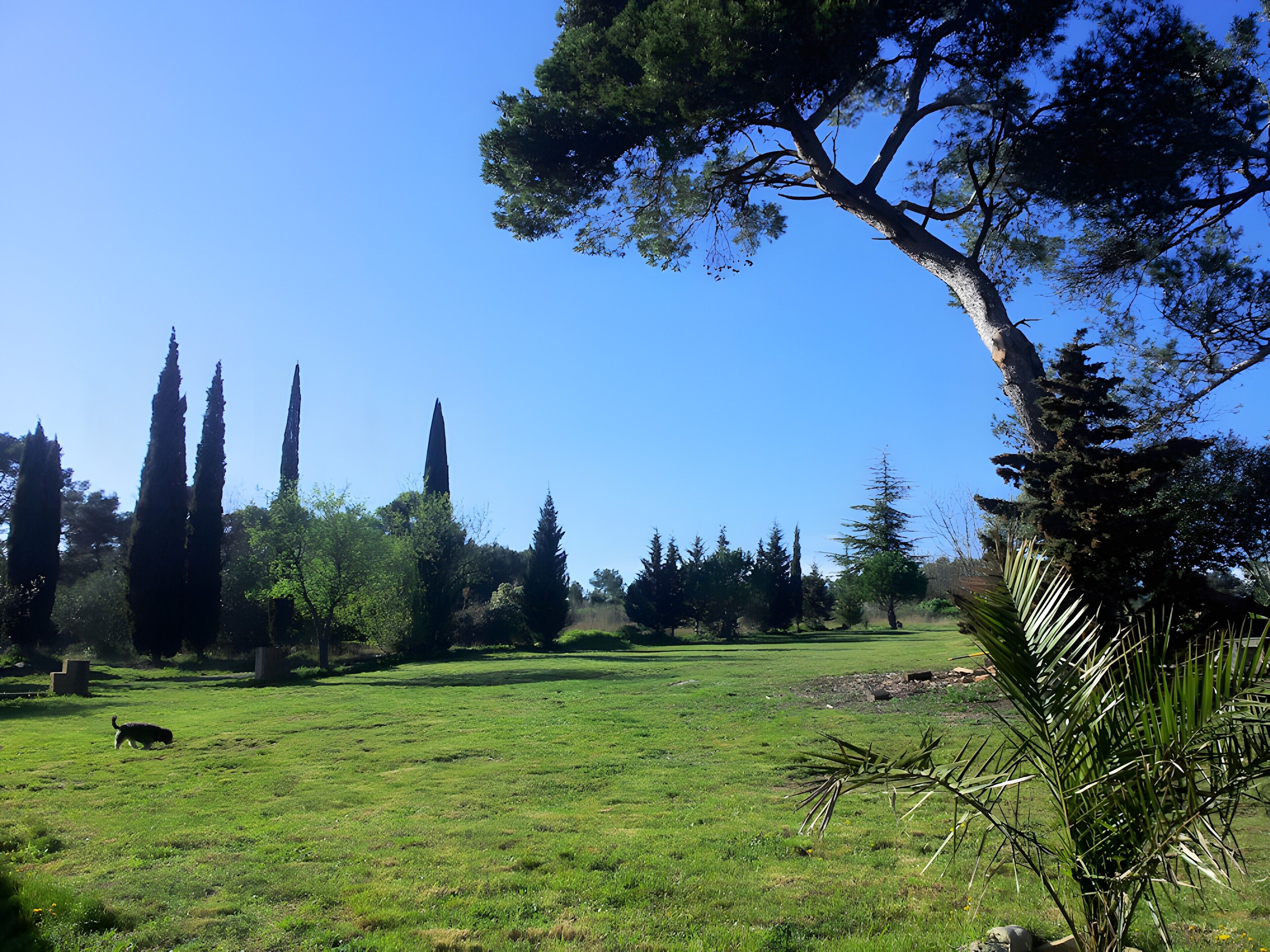 Um campo gramado com árvores e um céu limpo.