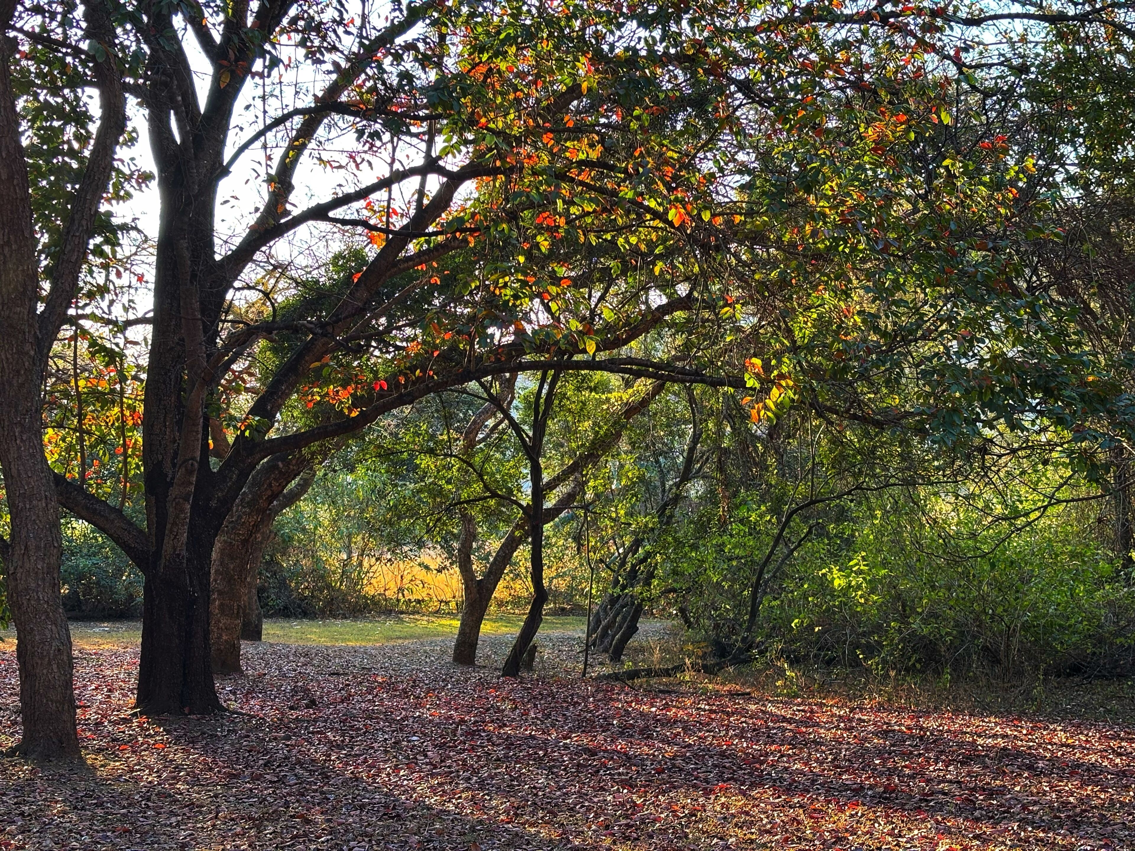 A park with trees, a ground covered in fallen leaves, and a clear sky.