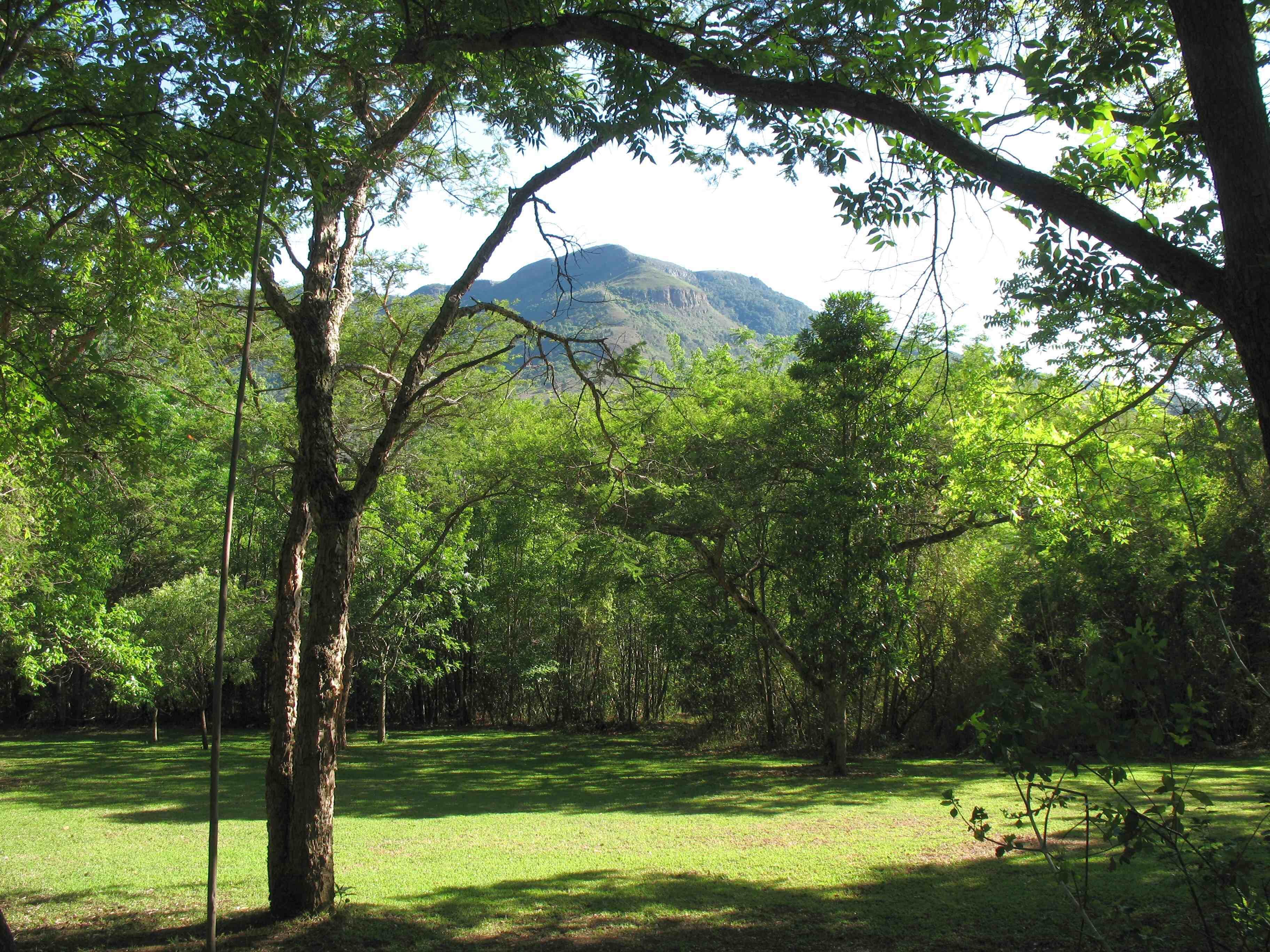 Een natuurlandschap met bomen en een berg op de achtergrond.