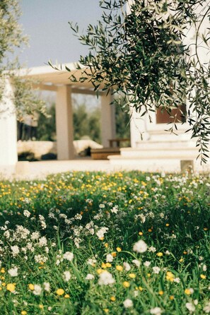 A garden with a pergola and a white building in the background. - Farmhouse with pool in olive grove near Ostuni (Ostuni)