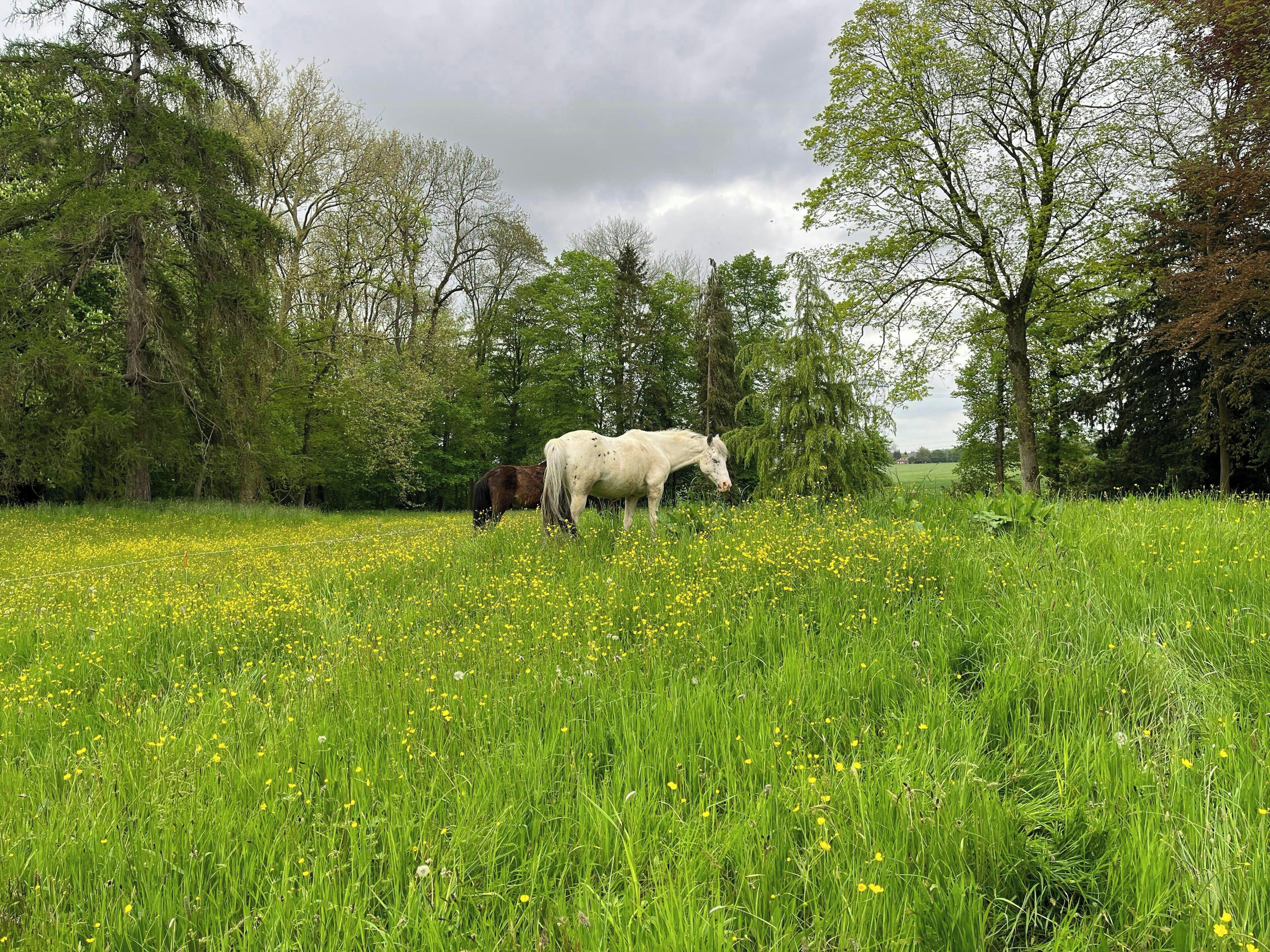 Un champ avec des chevaux et des arbres.