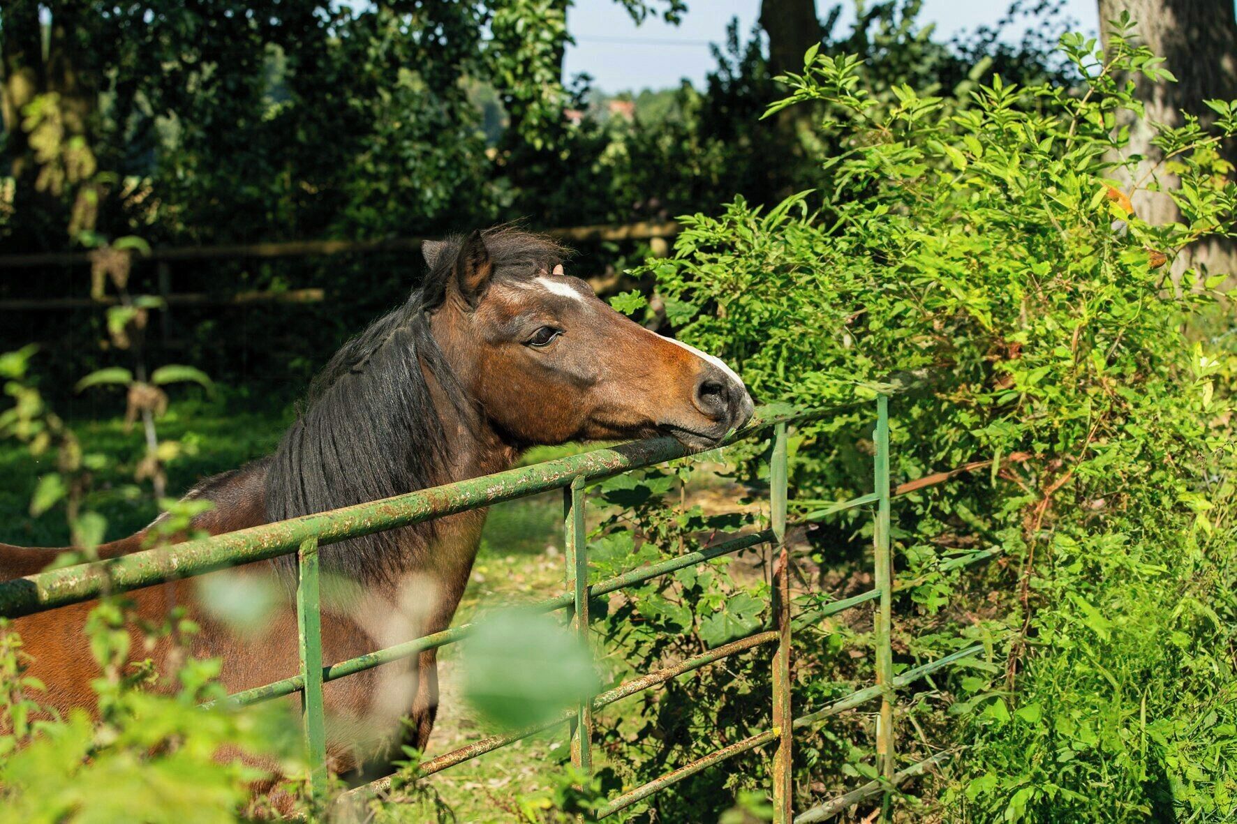 Un cheval se tient derrière une clôture métallique, dans un environnement naturel verdoyant.