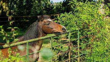 A horse behind a metal fence in a natural setting with greenery.