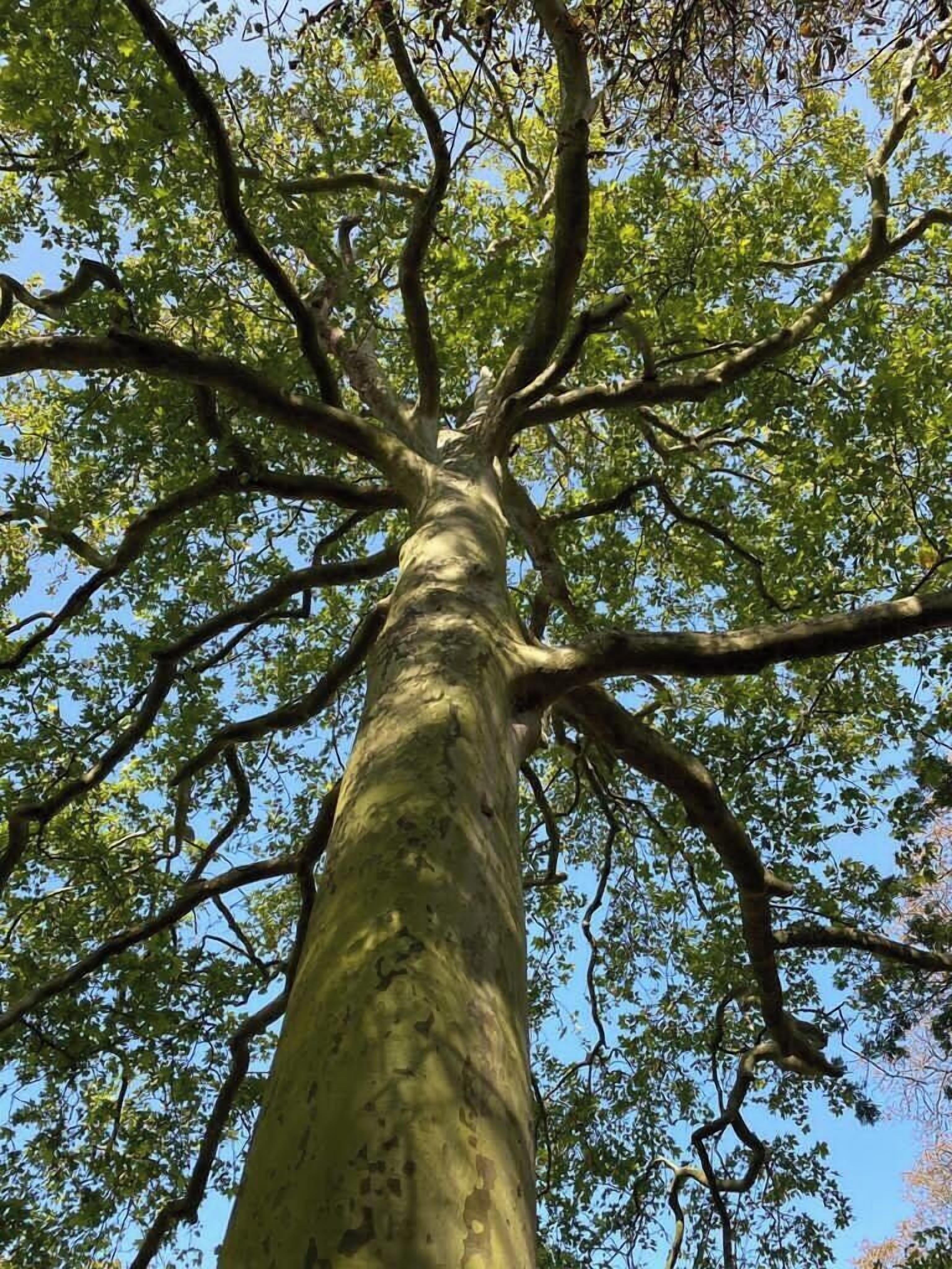 Et højt træ med en tyk stamme og mange grene.