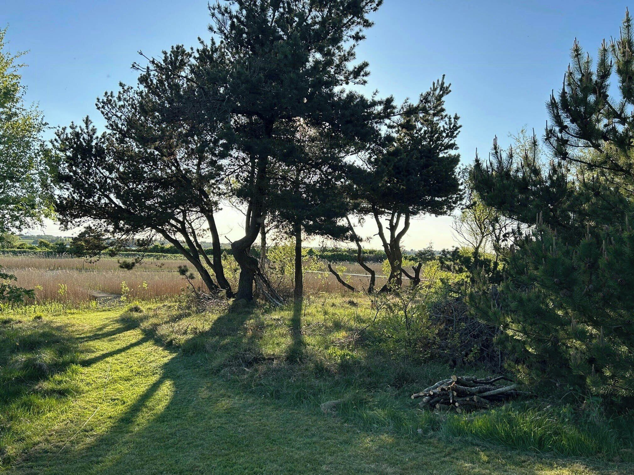 Un paysage naturel composé d’arbres, d’herbe et d  ’un champ.