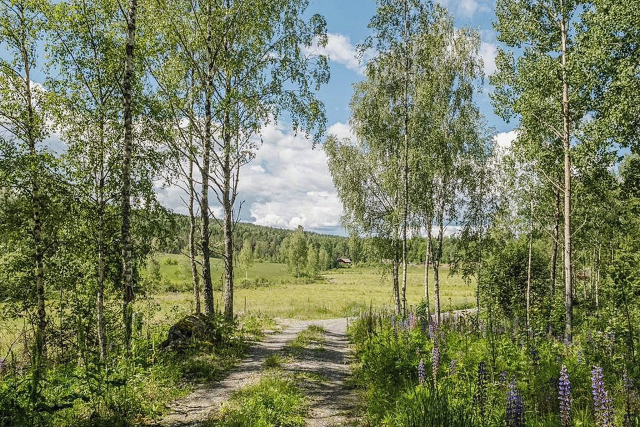 A forested path leading to a rural area with a small house in the distance.