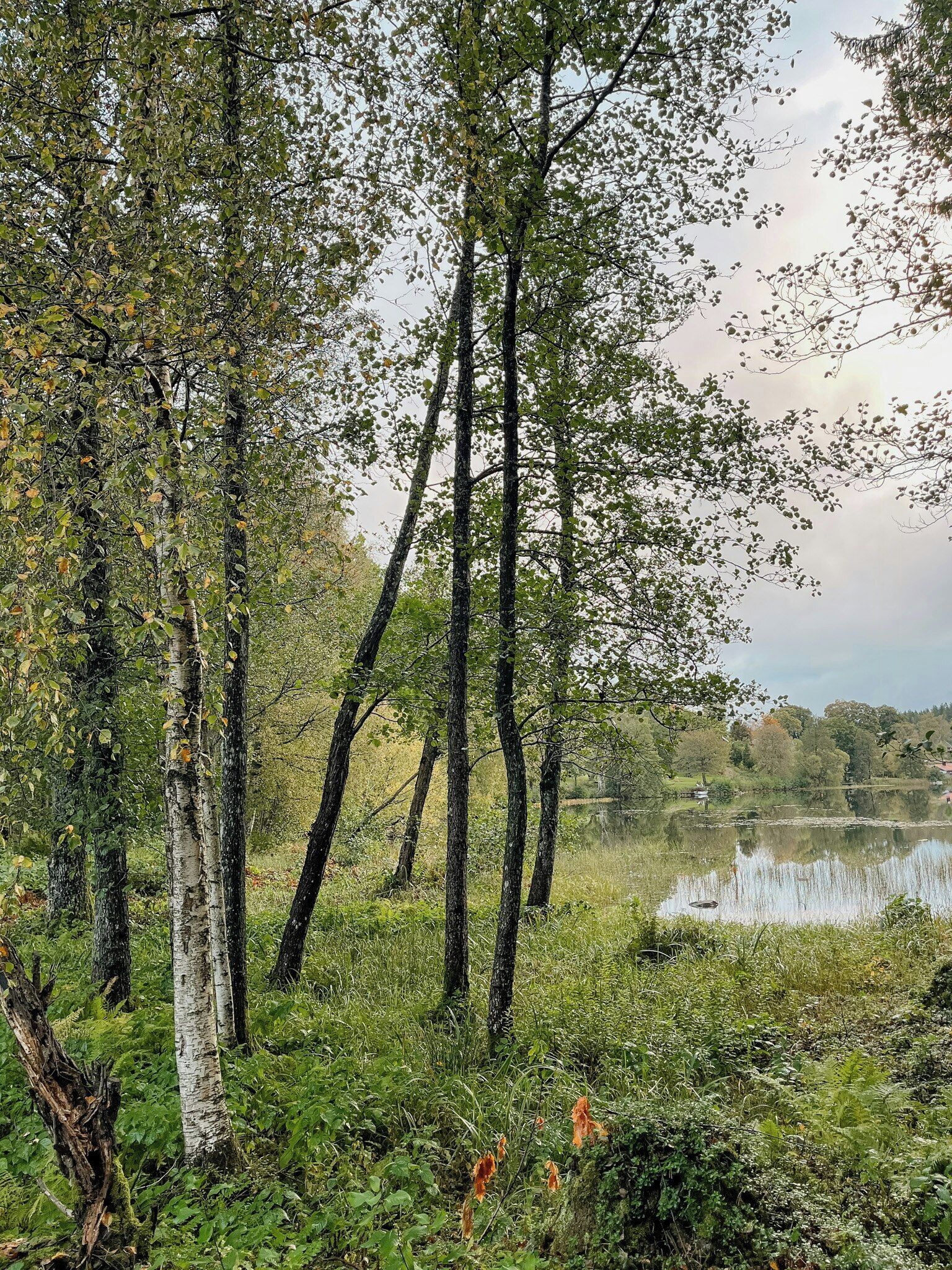A natural landscape with trees, a lake, and a grassy area.