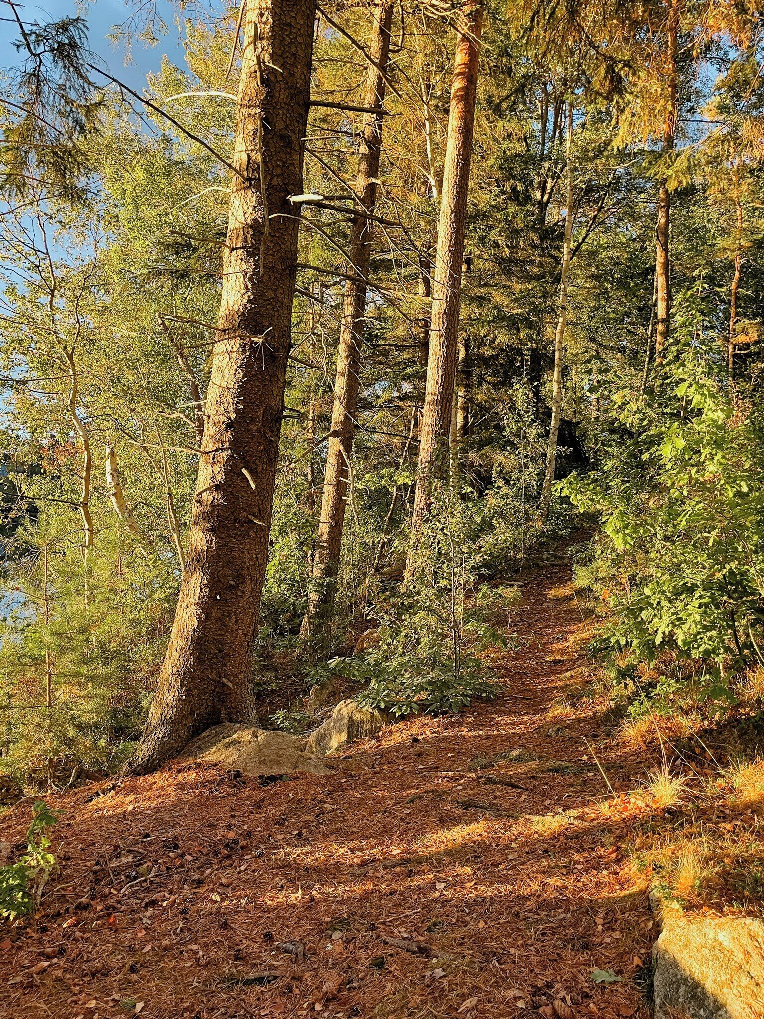 A forested area with a dirt path.