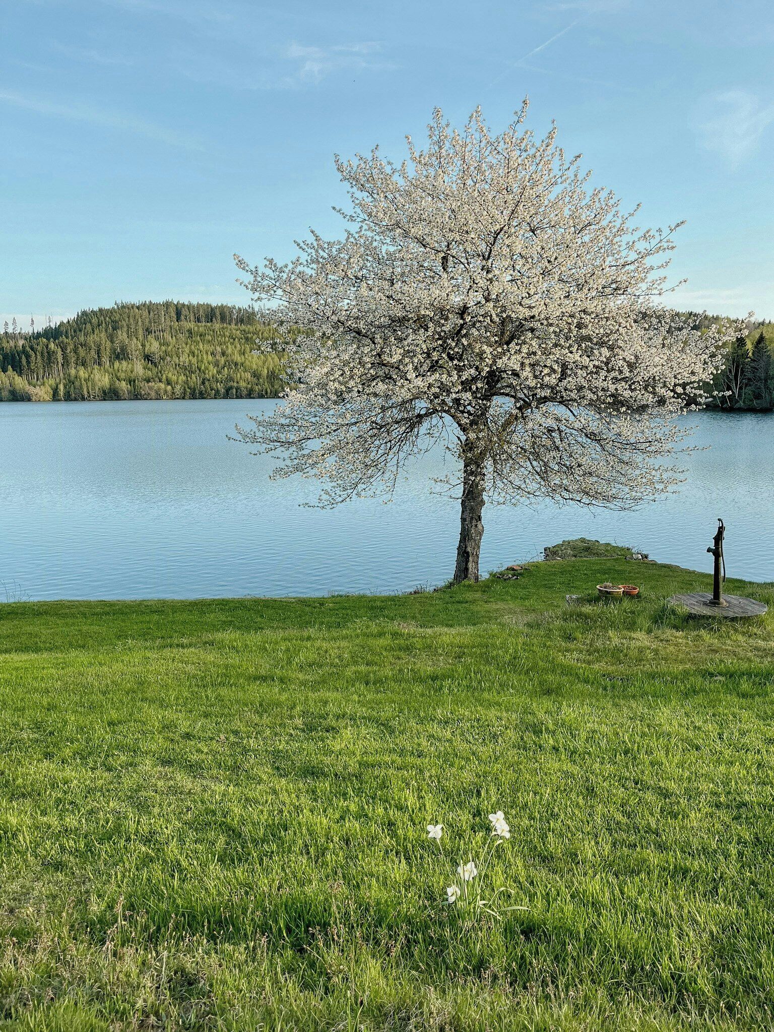 Et træ med hvide blomster ved en sø.