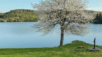 Et træ med hvide blomster ved en sø.