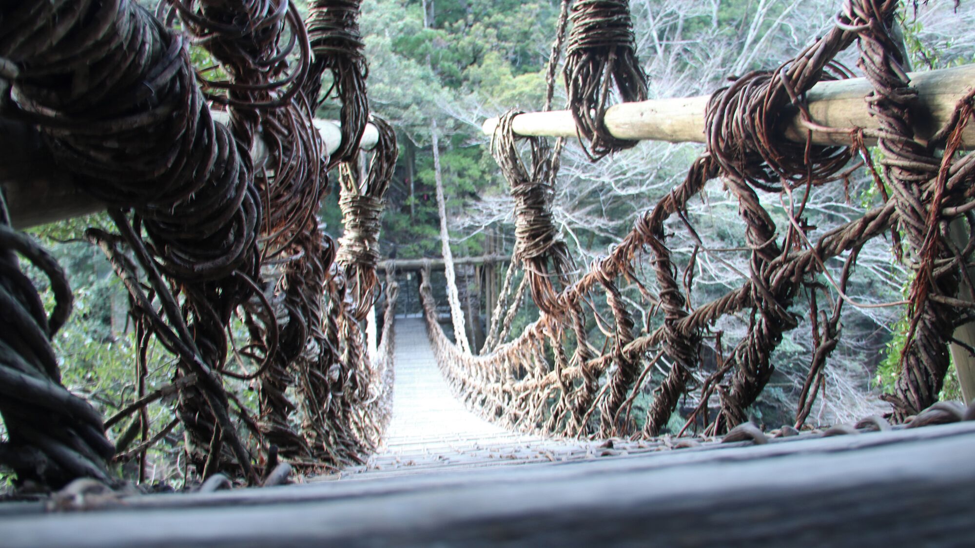 Un puente colgante con pasarela de madera, rodeado de densa vegetación.