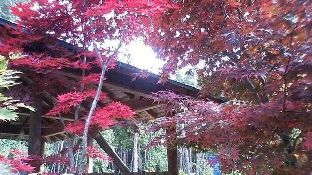 A wooden pergola structure with red foliage. - Excel Villa Kawaguchiko (Fujikawaguchiko)