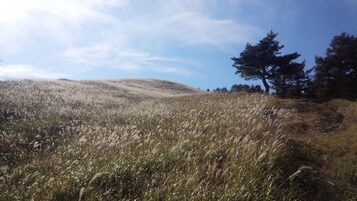 Una ladera cubierta de hierba con árboles y cielo despejado.