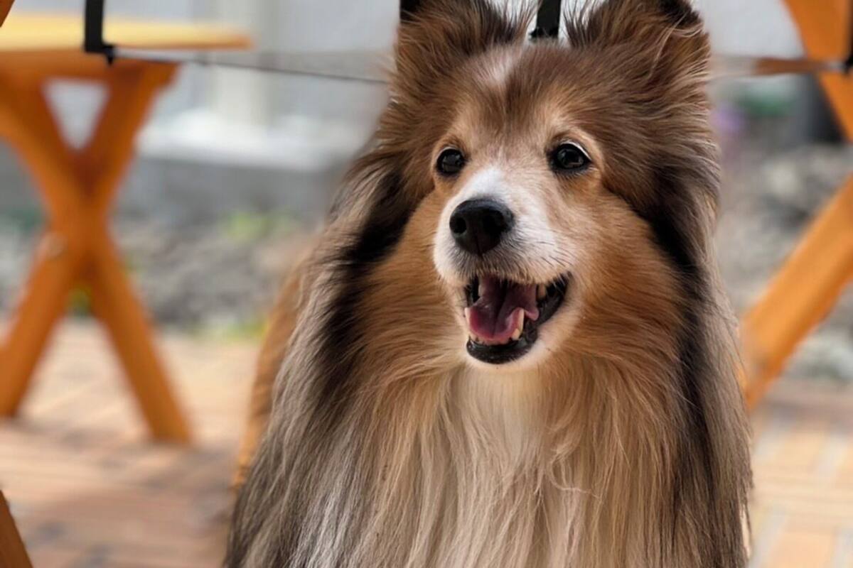 Um cão sentado em um chão de azulejos.