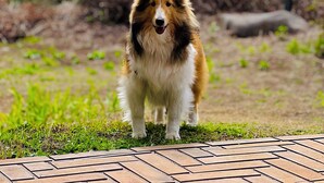 A dog standing on a paved area with a grassy field and a body of water in the background.