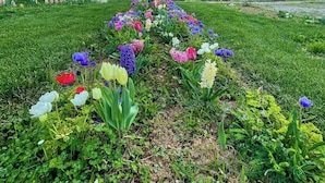 Een tuin met een verscheidenheid aan bloemen, rijend geordend.