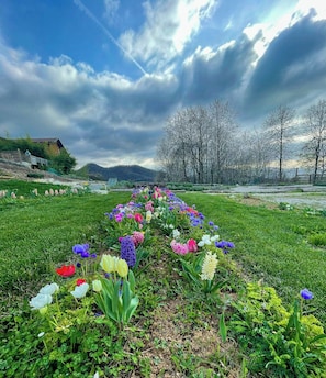 Ein Garten mit einer Reihe verschiedener Blumen.