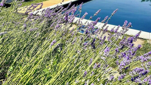 Een zwembad met uitzicht op het landschap, omgeven door groen en lavendelplanten.