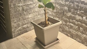 Ein Blumentopf auf einer gefliesten Fläche in der Nähe einer Steinmauer.