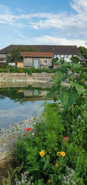 A pond with a stone wall, greenery, and a house in the background.