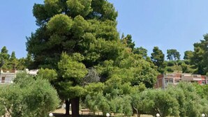 A large tree in a landscaped area with buildings in the background. - MeThea SeaView Apartments by Greek Pride (Kassandra)