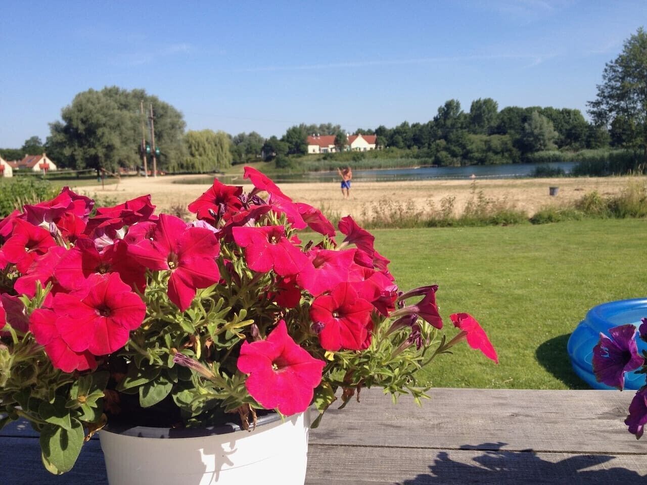 Une plante en pot avec des fleurs rouges, posée sur une surface en bois.