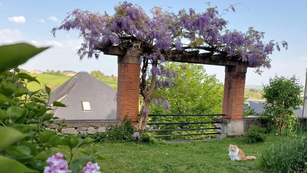 Un giardino con una pergola ricoperta di fiori viola, un prato e un gatto seduto sull'erba.