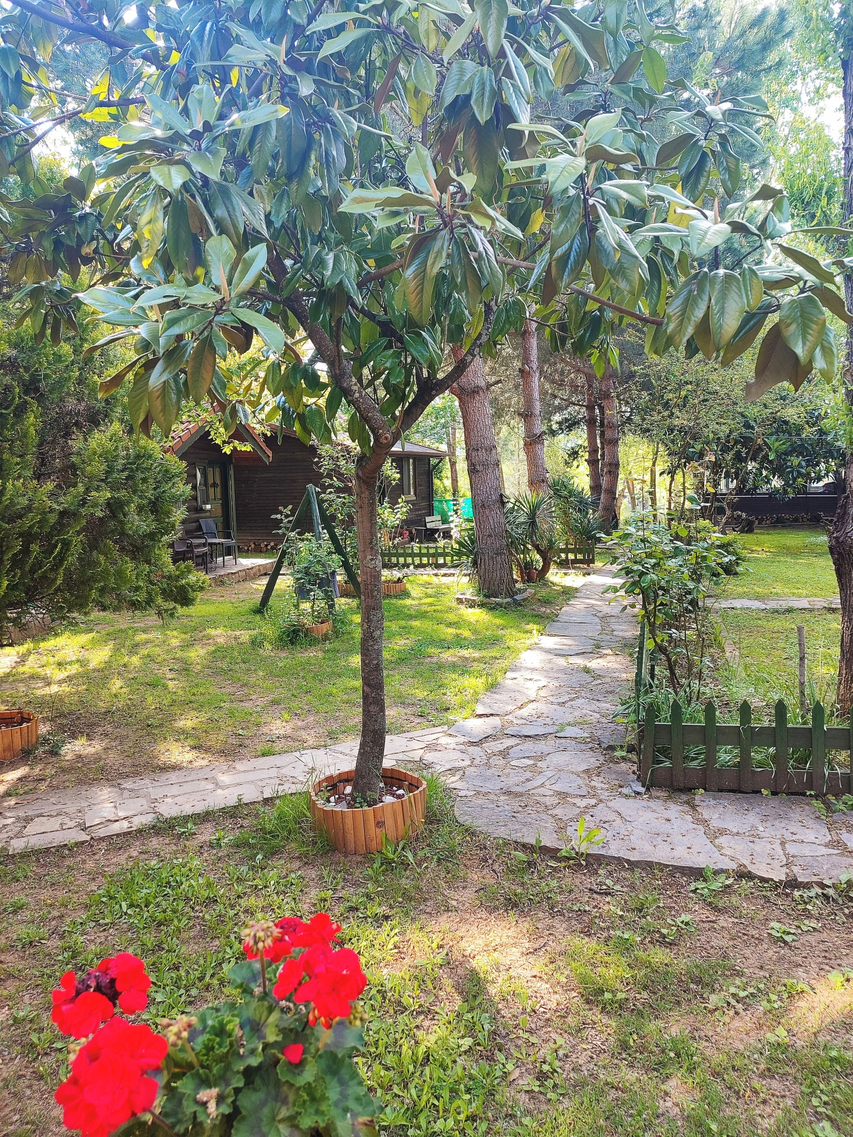 A garden with a pathway, a wooden cabin, and a small tree in a pot.
