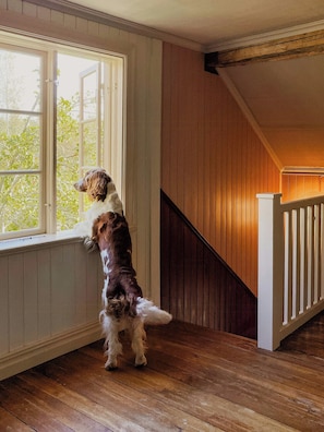 A dog standing on its hind legs at a window, looking outside.