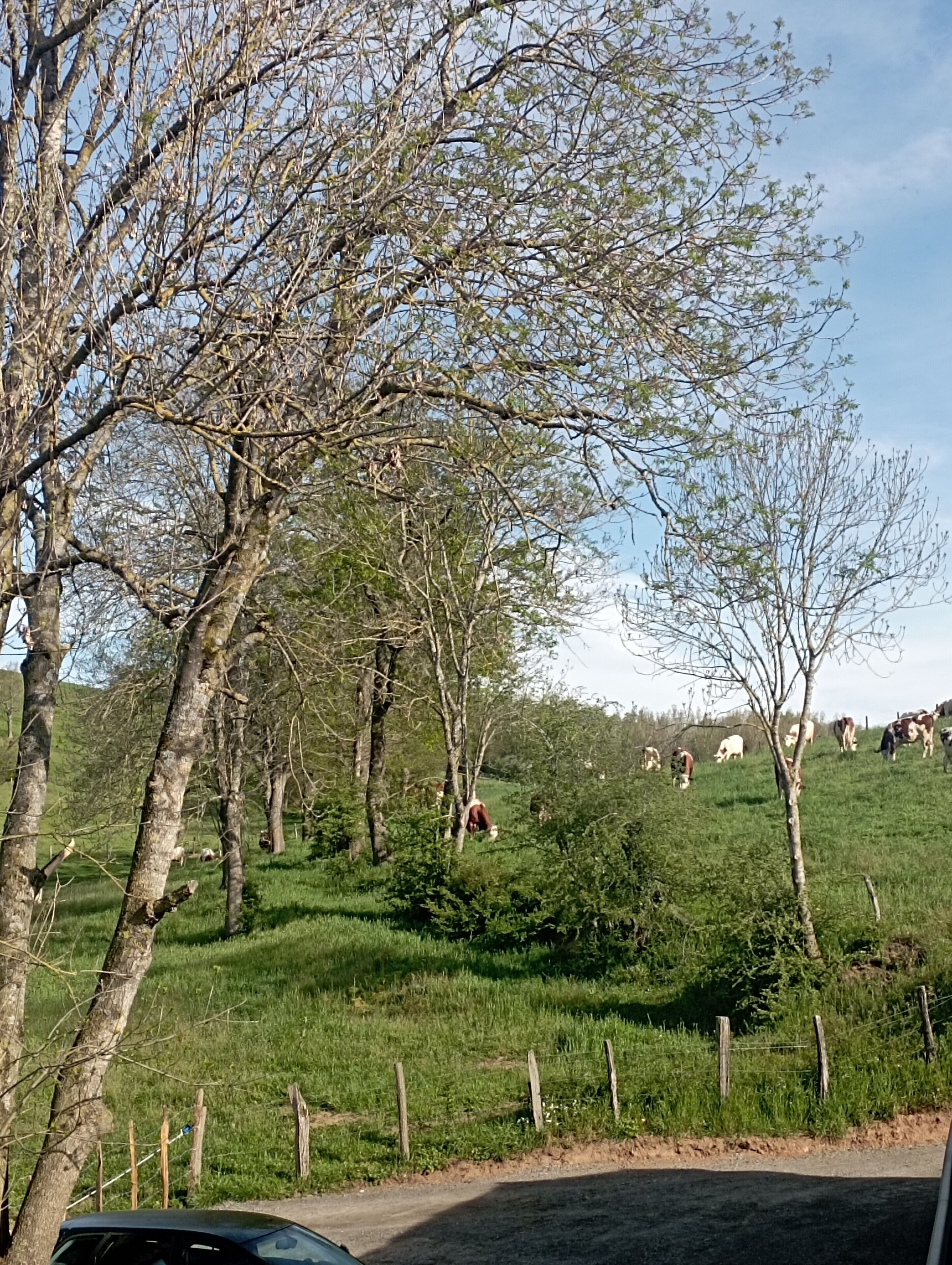Een landelijk landschap met bomen en een hek.