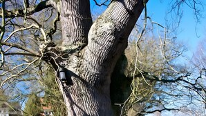 Ein großer Baum mit einer Bank und einem Tisch in einer grünen Wiese.