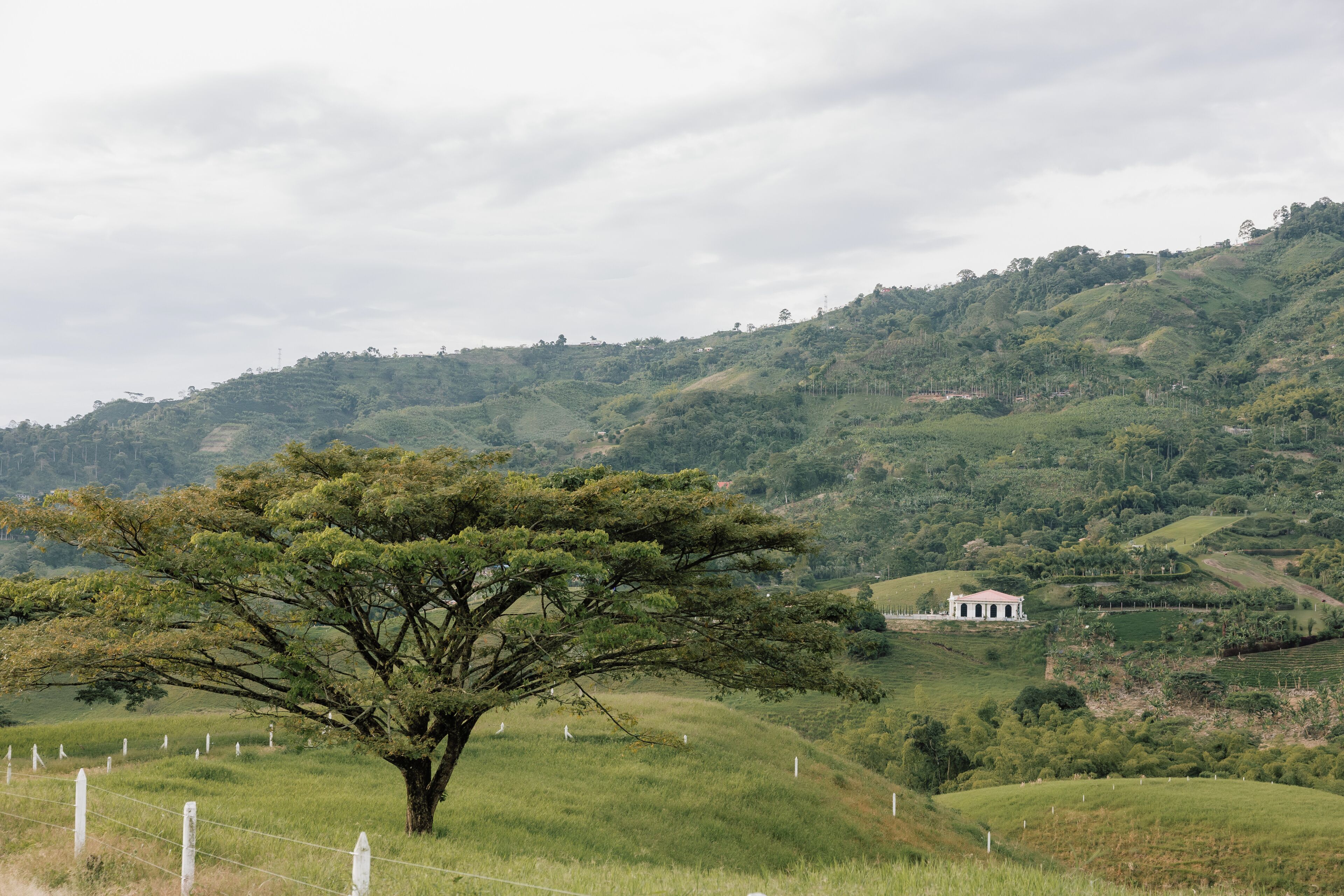 A rural landscape with a prominent tree in the foreground, a white building with a red roof in the midground, and rolling hills in the background.