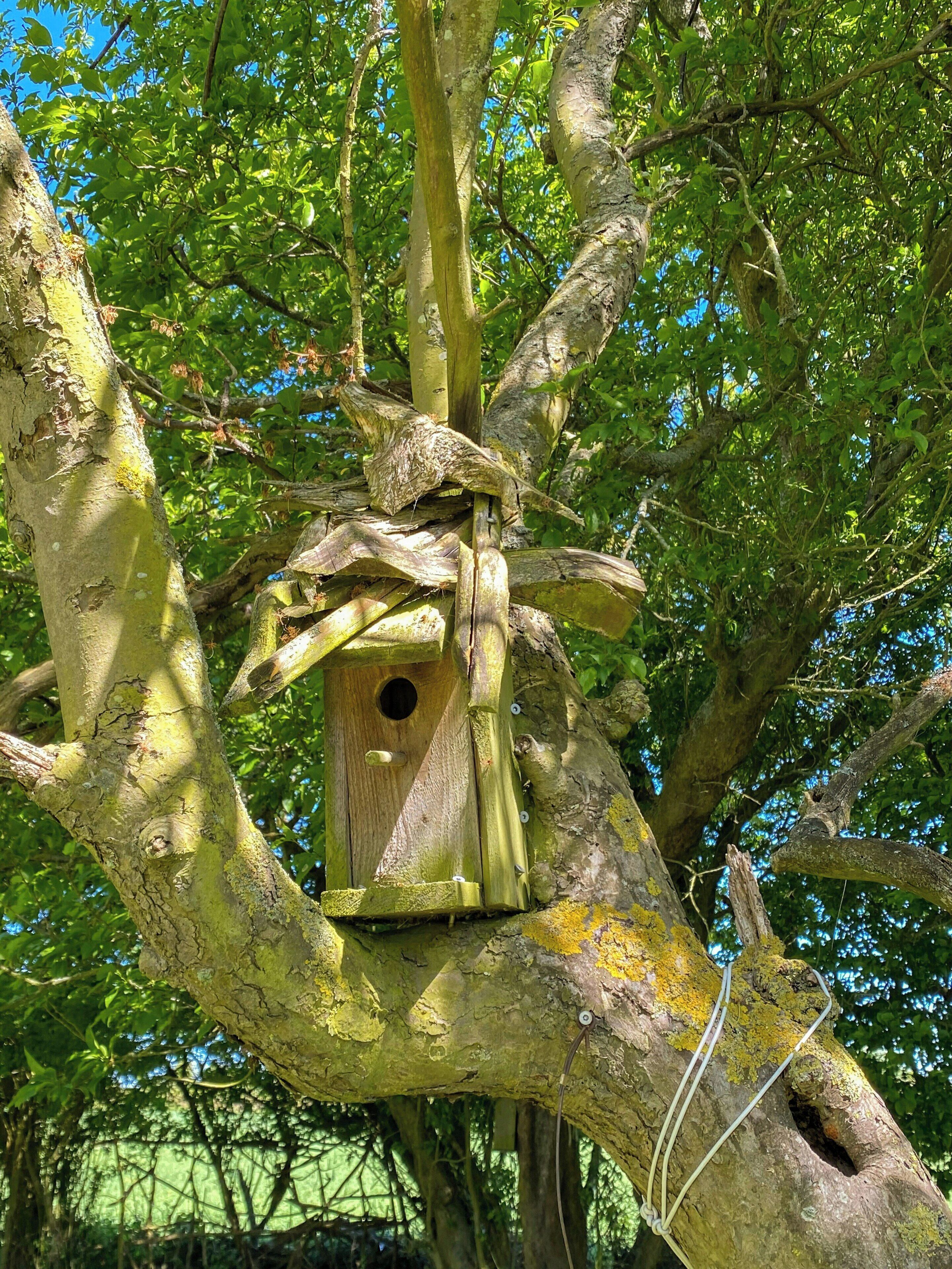 Una caseta per a ocells penjada d'un arbre.