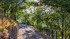 Un camí de grava delimitat per una tanca metàl·lica i arbres.