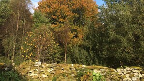 Un muro de piedra con vegetación y árboles al fondo.