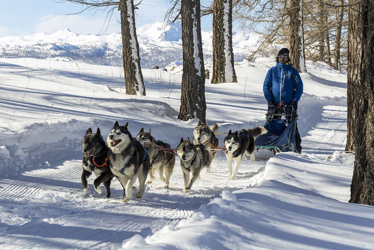 Lumipeitteinen maisema, jossa siniseen takkiin pukeutunut henkilö istuu reen päällä. Reen vetävät husky-koirat.
