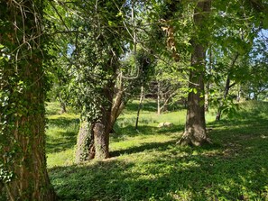 Property grounds - Cozy 1-bedroom cabin in safe west Asheville neighborhood (Asheville)